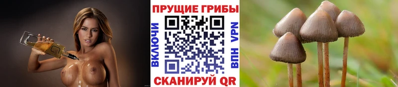 как найти Рославль Псилоцибиновые грибы мицелий
